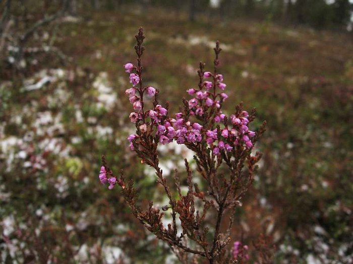 Calluna vulgaris